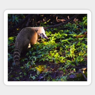 Coati Nature Shot Sticker